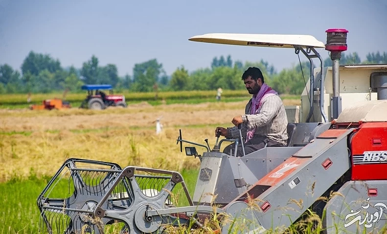 (تصاویر) برداشت برنج در مازندران